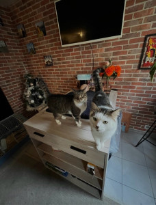 Photo de galerie - Garde chat