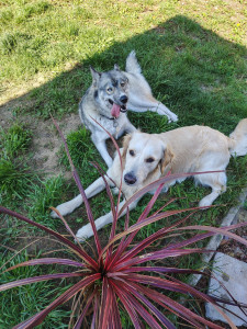 Photo de galerie - Garde chien