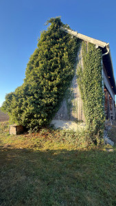 Photo de galerie - Taille de haies et d'arbustes