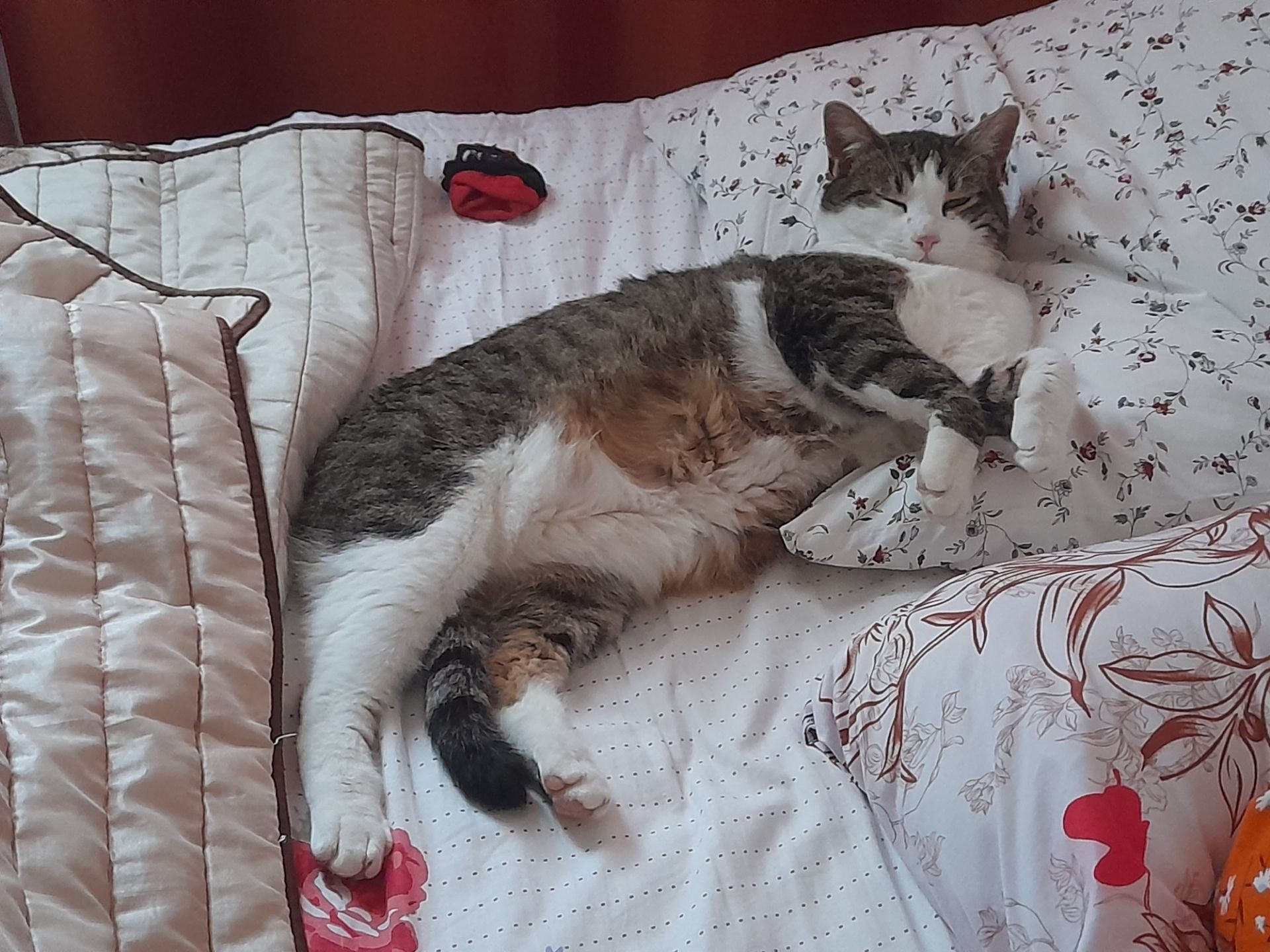 chat tournefeuille