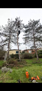 Photo de galerie - Nous faisons arbres tout type de hauteur et difficultés merci