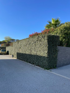 Photo de galerie - Taille de haie