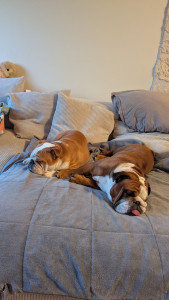 Photo de galerie - Edmond et Zeljko ont passé 3 jours à la maison. De belles balades dans les sentiers de Brocéliande, et un amour fou pour le canapé ??