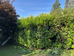 Photo de galerie - Elagage et coupe d'arbres