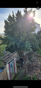 Photo de galerie - Installation du matériel pour abbatage d’un arbre 