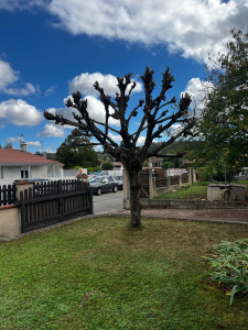 Photo de galerie - Elagage et coupe d'arbres