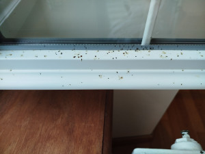 Photo de galerie - Enlevée trace de mouches 