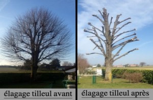 Photo de galerie - Elagage et coupe d'arbres