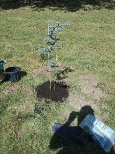 Photo de galerie - Plantation d'un eucalyptus ?