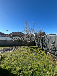 Photo de galerie - Taille de figuier