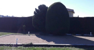 Photo de galerie - Taille de haies et d'arbustes