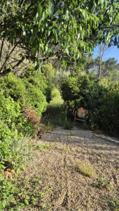 Photo de galerie - AVANT - Taille de haie et débroussaillage d’un terrain particulier réalisé dans la discrétion et le soin du travail. 