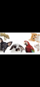 Photo de galerie - Garde animaux