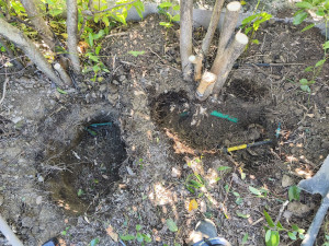 Photo de galerie - Gaine client écrasée avec le temps par les racines... travaux réalisés avec succès 