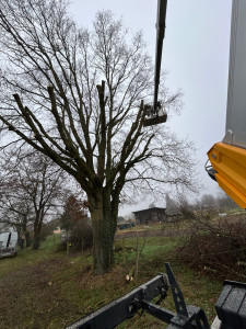 Photo de galerie - Nous avons abattu, cinq arbres, un client, très content du travail soigneux et propre