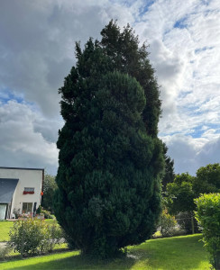 Photo de galerie - Elagage et coupe d'arbres