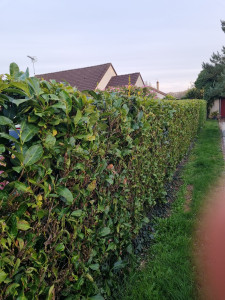 Photo de galerie - Haie taillée