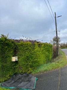 Photo de galerie - Taille de haies et d'arbustes