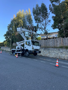 Photo de galerie - Elagage et coupe d'arbres