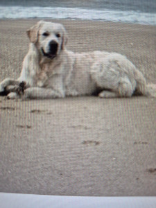 Photo de galerie - Shadow le gentil