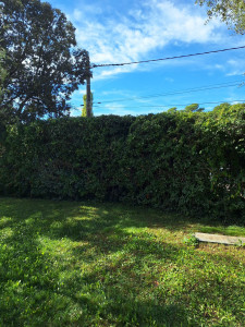 Photo de galerie - Taille Rabattage Piracanta APRES 