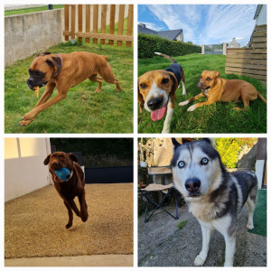 Photo de galerie - Java, Ice, Kira, Pirate et Meïka