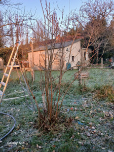 Photo de galerie - Taille pommier avant le printemps 