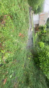 Photo de galerie - Désherbage après 