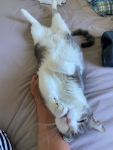 Photo de galerie - Garde chat