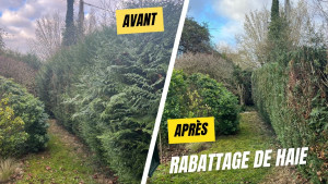 Photo de galerie - Rabattage d'une haie de thuya