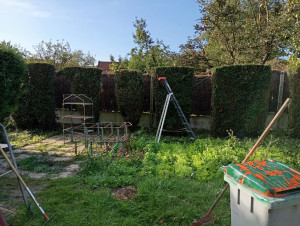 Photo de galerie - Taille de haies 