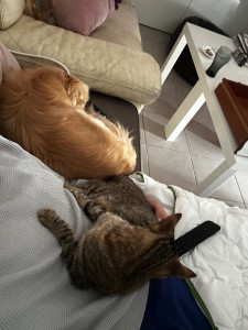 Photo de galerie - Les animaux 