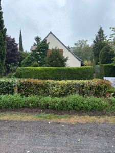 Photo de galerie - Taille de haie sur la commune de Rochecorbon