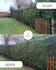 Photo de galerie - Taille de haies et d'arbustes