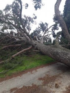 Photo de galerie - Elagage et coupe d'arbres
