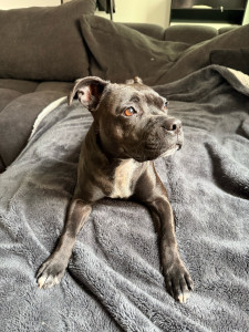 Photo de galerie - Garde chien