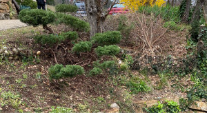 Photo de galerie - APRÈS / taille de formation sur un Juniperus 