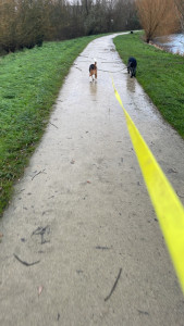 Photo de galerie - Promenade en amoureux, je me suis permis cette attache car les 2 chiens se connaissent !