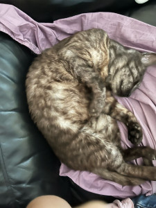 Photo de galerie - Mon papi chat 