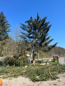 Photo de galerie - Elagage et coupe d'arbres