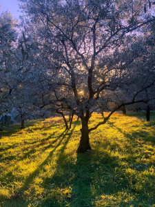 Photo de galerie - Un verger après la cueillette