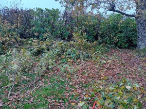 Photo de galerie - Demande d'évacuation de branchages à FONTAINE BRUX 39