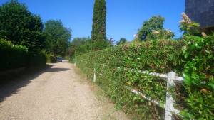Photo de galerie - Taille de haie
