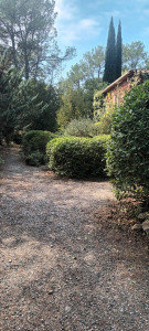 Photo de galerie - Tailles de haies ( jusqu'à une certaines hauteur , à voir ) et buissons ( taille en boule ) 