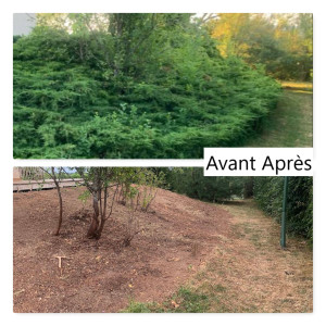 Photo de galerie - Suppression de 4 genévriers  