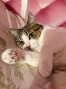 Photo de galerie - J’ai gardé un super chat de ma voisine