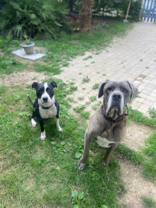 Photo de galerie - Garde chien