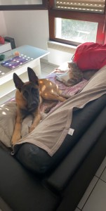 Photo de galerie - Garde animaux