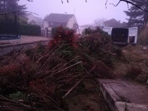 Photo de galerie - Taille de haies et d'arbustes