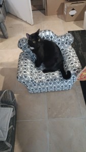 Photo de galerie - Rehoussage de canapé de princesse pris d'assaut par le chat ?